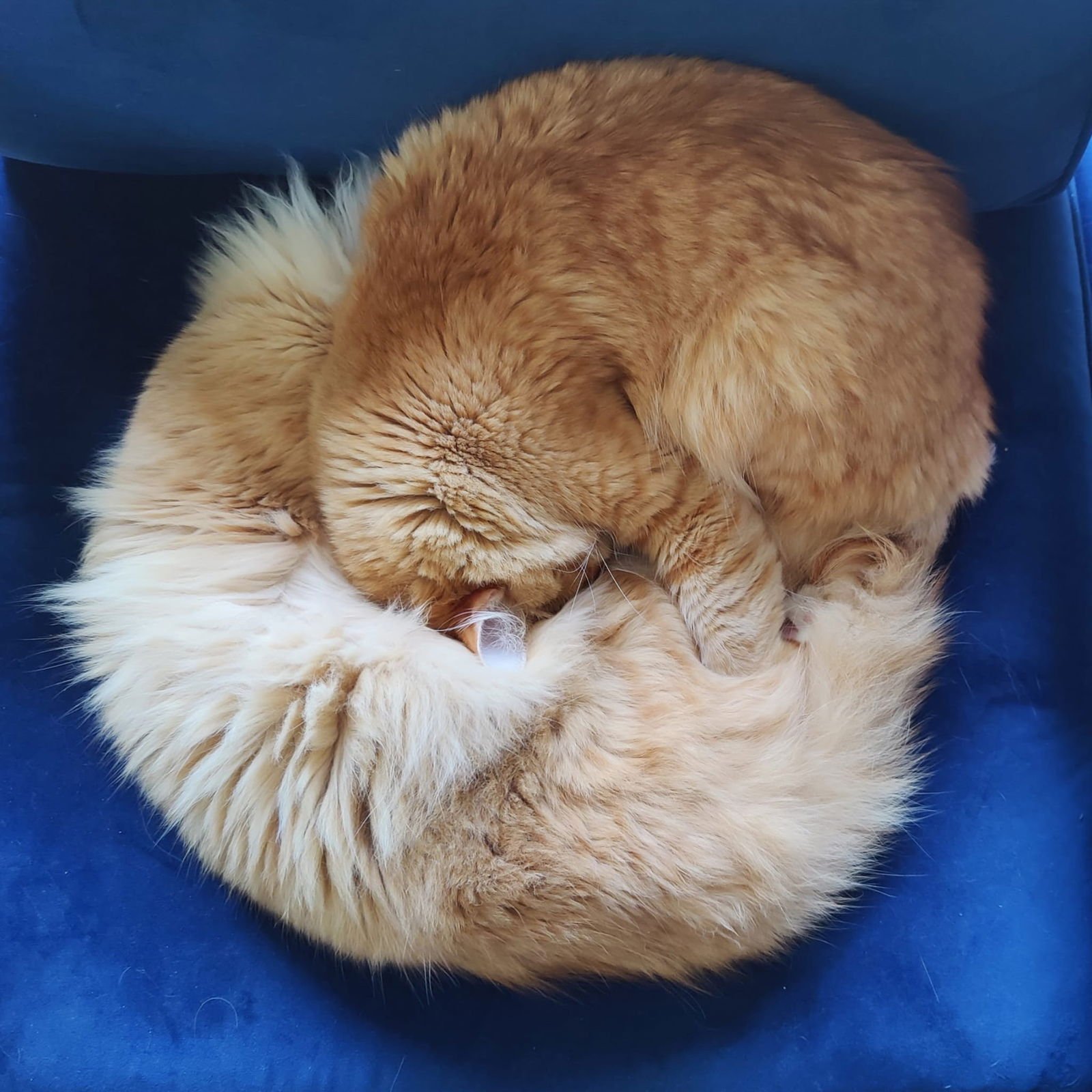 MIKEY & LEO 1778A- Offered by Owner - Bonded Boys - Photo 6