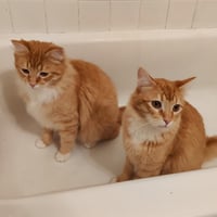 MIKEY & LEO 1778A- Offered by Owner - Bonded Boys - Photo 4