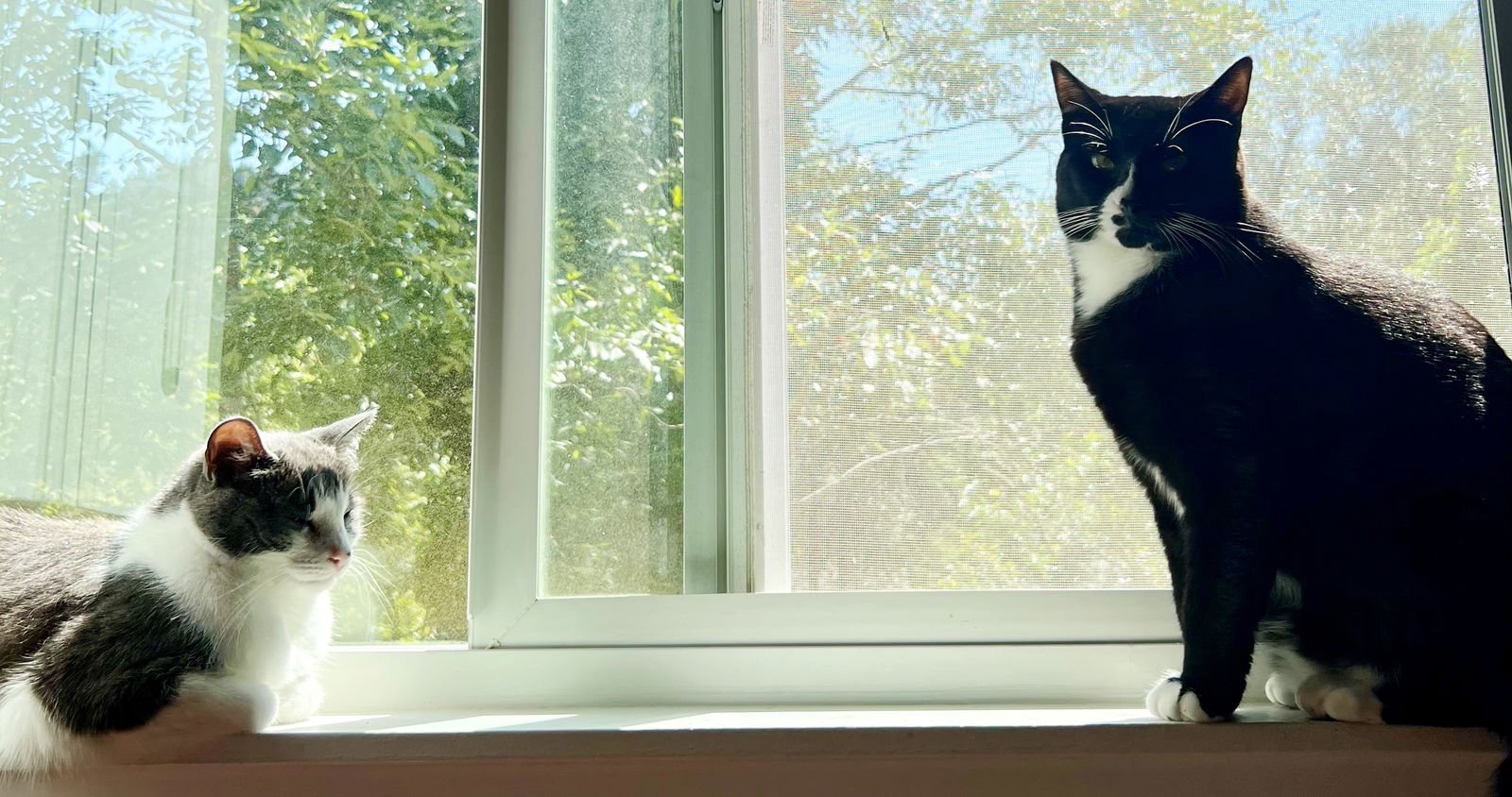 POPPI & BELLA #1786 - OFFERED BY OWNER - BONDED - Domestic Short Hair / Tuxedo available for adoption