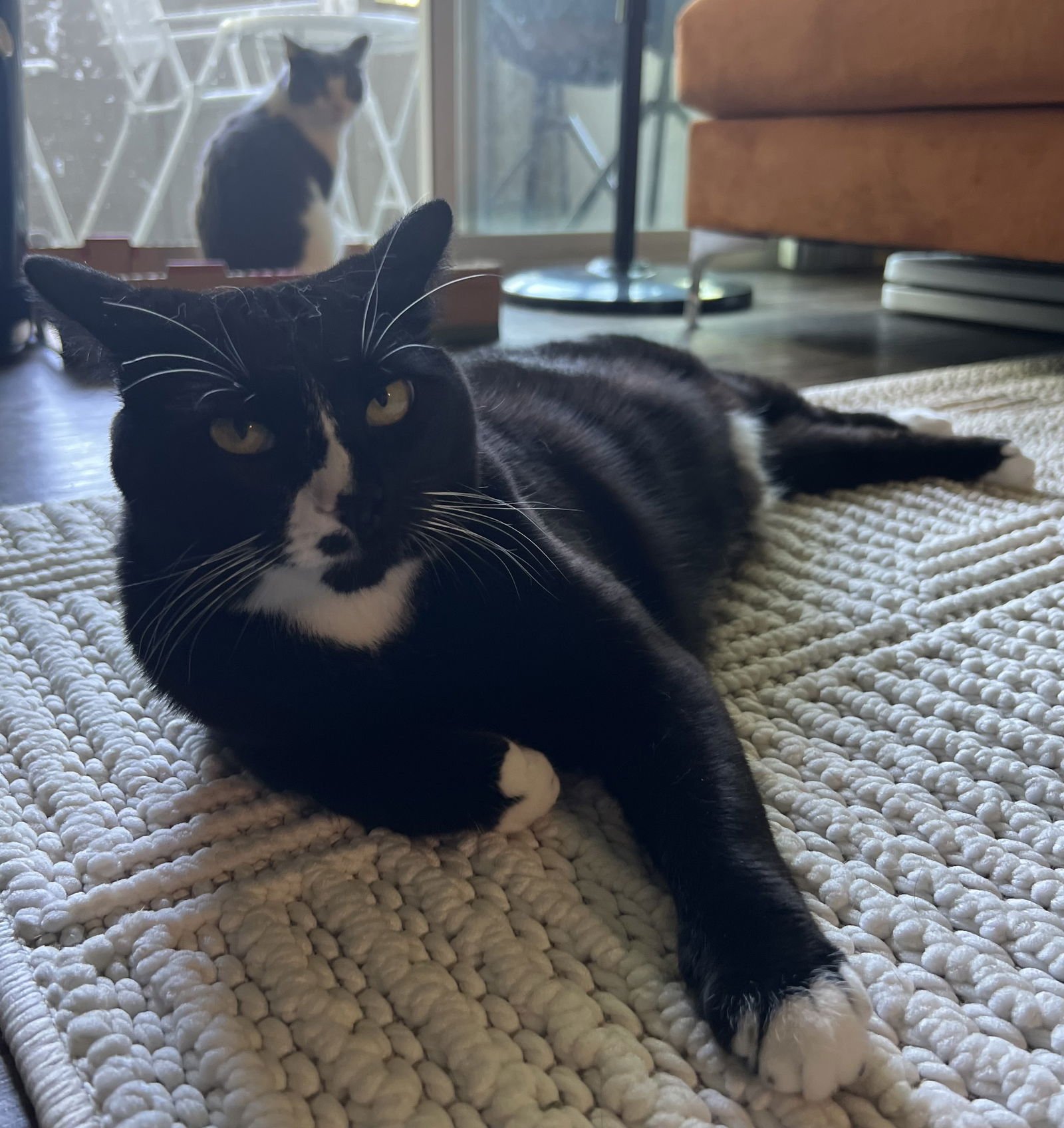 POPPI & BELLA #1786 - OFFERED BY OWNER - BONDED - Domestic Short Hair / Tuxedo available for adoption