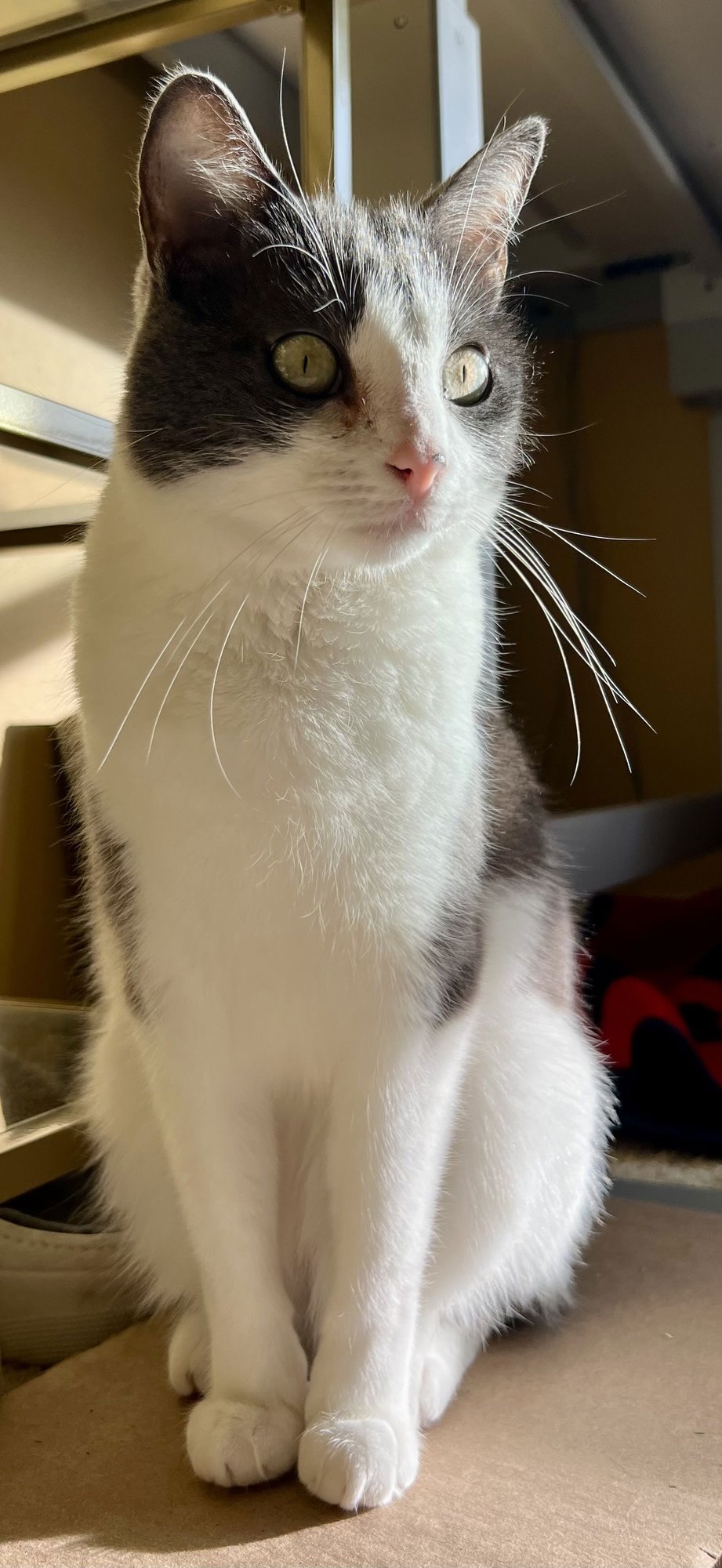 POPPI & BELLA #1786 - Offered by Owner - Bonded - Photo 3