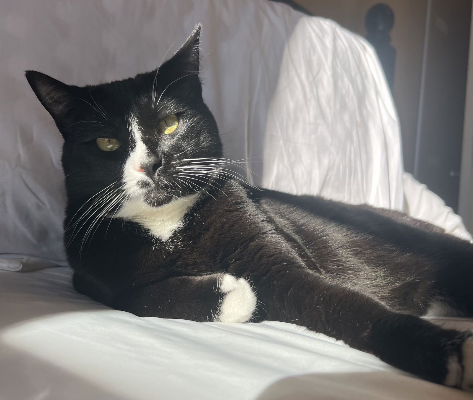 POPPI & BELLA #1786 - Offered by Owner - Bonded - Photo 4