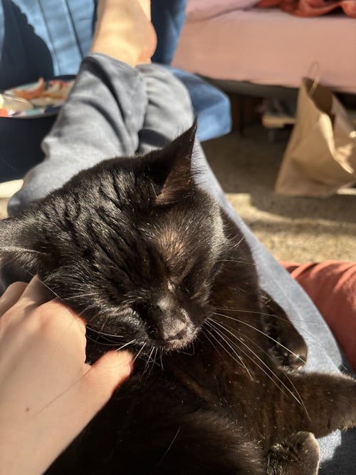 SALLY #1853 - OFFERED BY OWNER- GOOD WITH KIDS - Domestic Short Hair / Siamese available for adoption