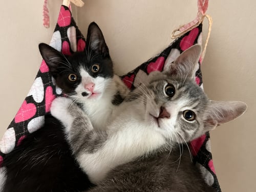 CRANE & OSPREY (OZ) - KITTEN BROTHERS - American Shorthair available for adoption