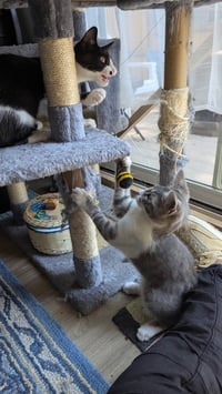 CRANE & OSPREY (Oz) - Kitten Brothers - Photo 2