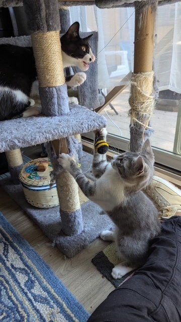 CRANE & OSPREY (OZ) - KITTEN BROTHERS - American Shorthair available for adoption