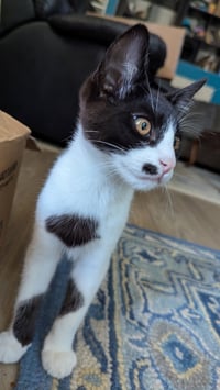 CRANE & OSPREY (Oz) - Kitten Brothers - Photo 3