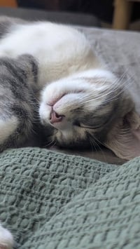 CRANE & OSPREY (Oz) - Kitten Brothers - Photo 4