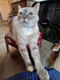 MISHKA #2006 - Offered by Owner - Siamese Mix Sr. - Photo 2