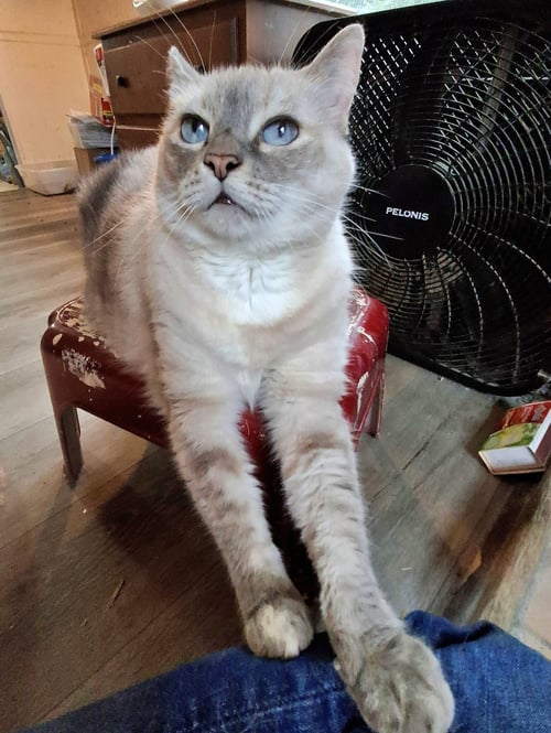 MISHKA #2006 - OFFERED BY OWNER - SIAMESE MIX SR. - Siamese / Tabby available for adoption