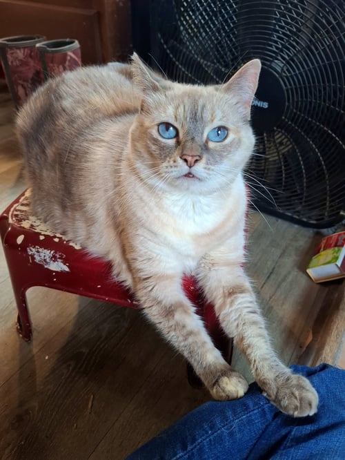 MISHKA #2006 - OFFERED BY OWNER - SIAMESE MIX SR. - Siamese / Tabby available for adoption