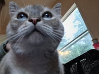 MISHKA #2006 - Offered by Owner - Siamese Mix Sr. - Photo 3