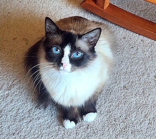 ANN - YOUNG HIMILAYAN MIX - Himalayan / Domestic Medium Hair available for adoption