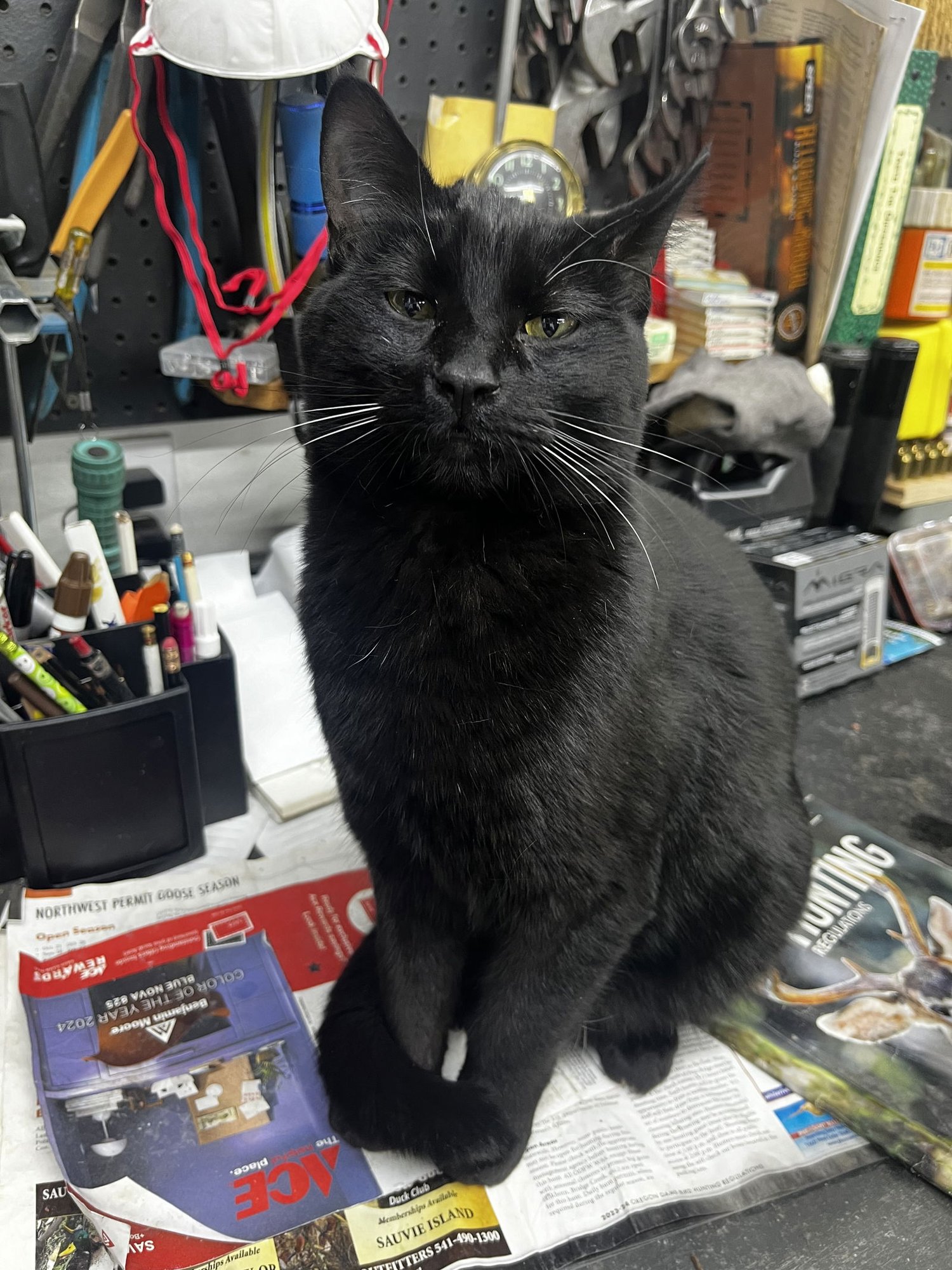 DOLLY & SMOKEY #1820 - OFFERED BY OWNER - OUTSIDE - Domestic Short Hair for adoption in Portland