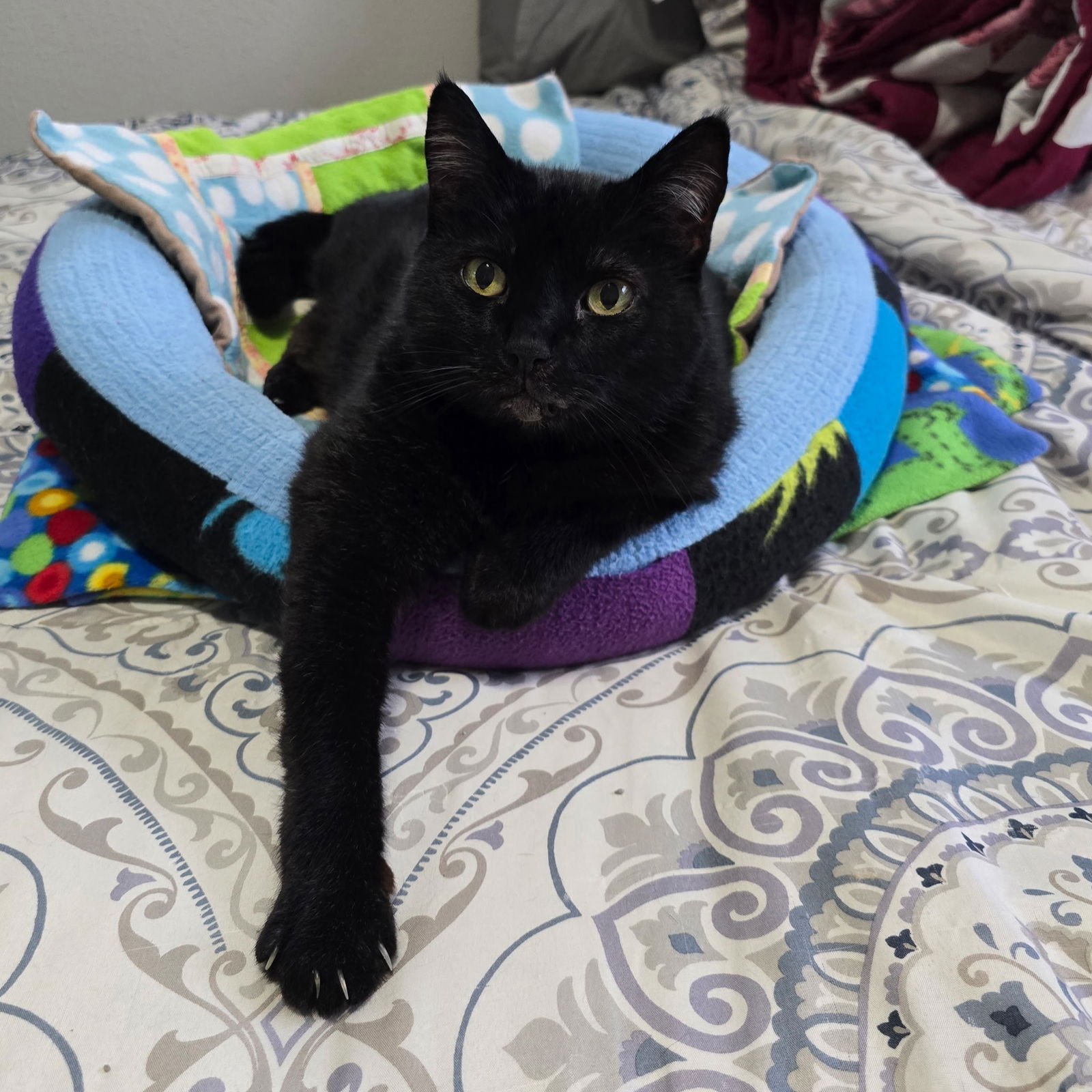 FREYA 1780A -OFFERED BY OWNER- FRIENDLY FAMILY CAT - Domestic Short Hair available for adoption