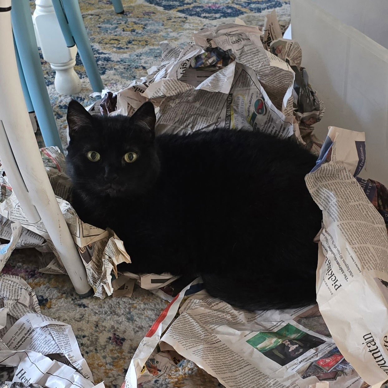 FREYA 1780A -OFFERED BY OWNER- FRIENDLY FAMILY CAT - Domestic Short Hair available for adoption