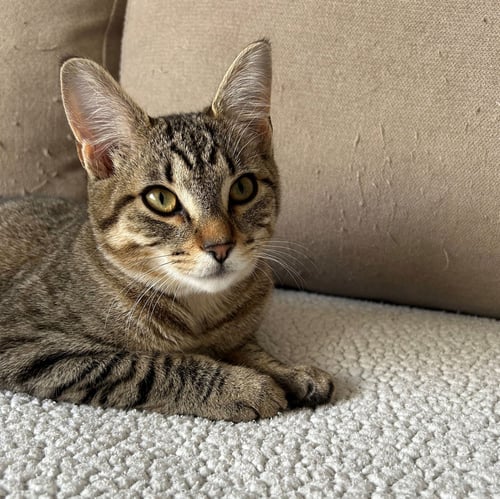 ELLIE MAY & MEADOW - OFFERED BY OWNER -SISTER PAIR - Domestic Short Hair / Tabby for adoption in Portland