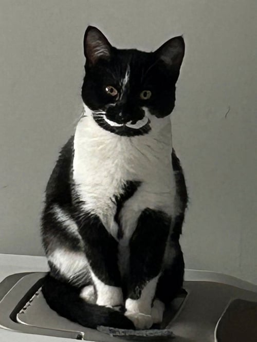 ELLIE MAY & MEADOW - OFFERED BY OWNER -SISTER PAIR - Domestic Short Hair / Tabby available for adoption