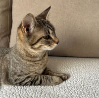 ELLIE MAY & MEADOW - Offered by Owner -Sister Pair - Photo 4
