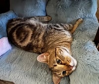 BROADWICK #2008 - Offered by Owner - exotic Tabby - Photo 2