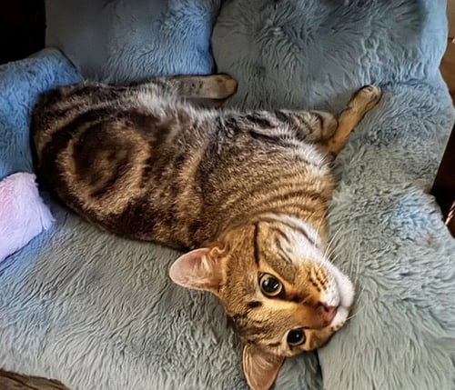 BROADWICK #2008 - OFFERED BY OWNER - EXOTIC TABBY - Tabby / Exotic Shorthair available for adoption