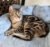 BROADWICK #2008 - Offered by Owner - exotic Tabby - Photo 1