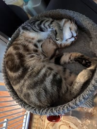BROADWICK #2008 - Offered by Owner - exotic Tabby - Photo 3