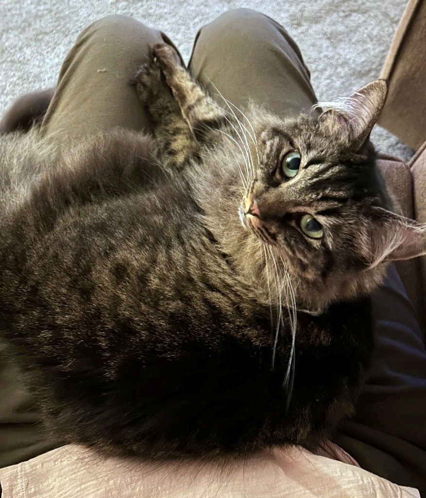 MISS BUSTER #1778 -OFFERED BY OWNER -YOUNG FLUFFY - Tabby / Maine Coon available for adoption