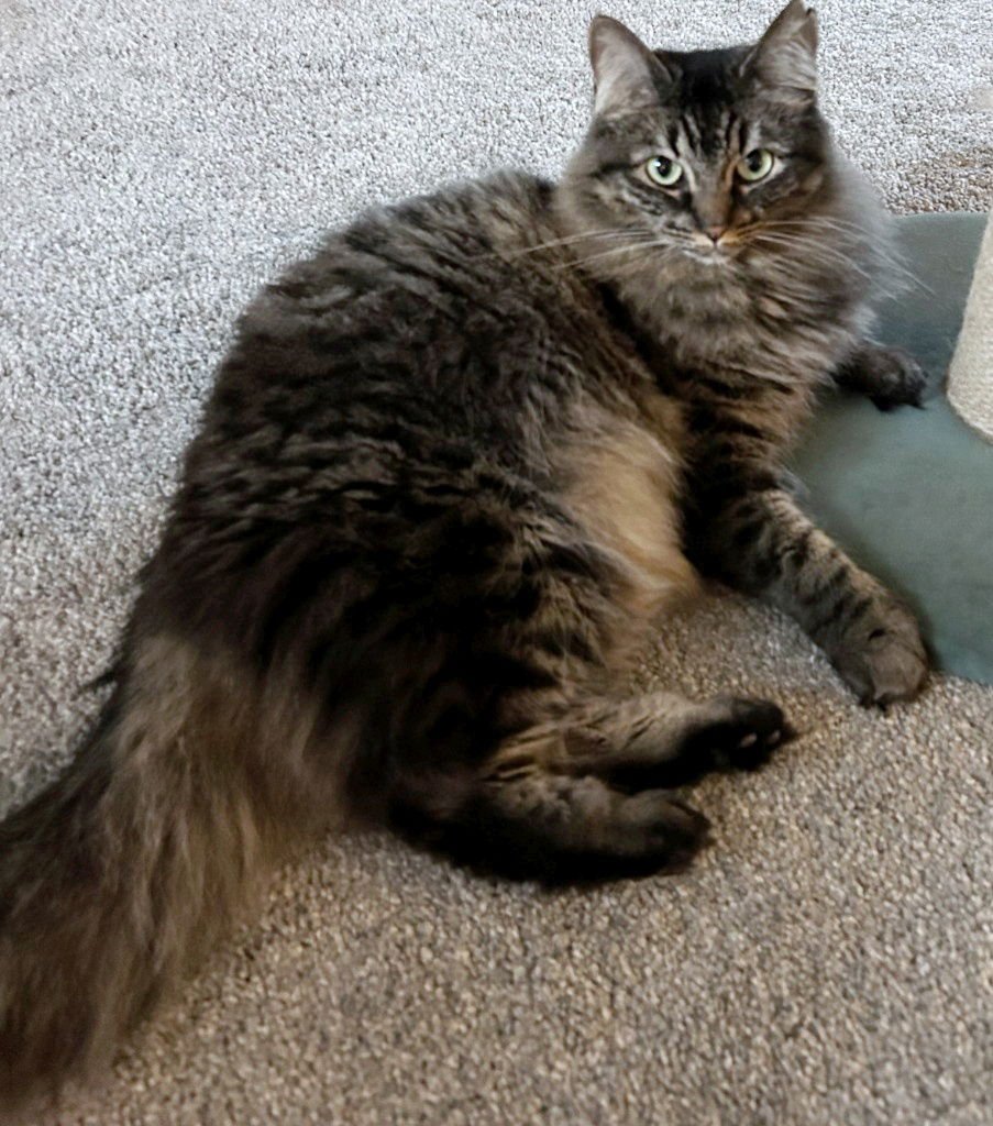 MISS BUSTER #1778 -OFFERED BY OWNER -YOUNG FLUFFY - Tabby / Maine Coon available for adoption