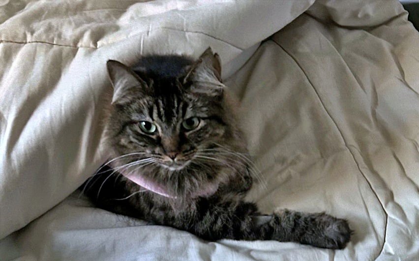 MISS BUSTER #1778 -Offered by Owner -Young Fluffy - Photo 3