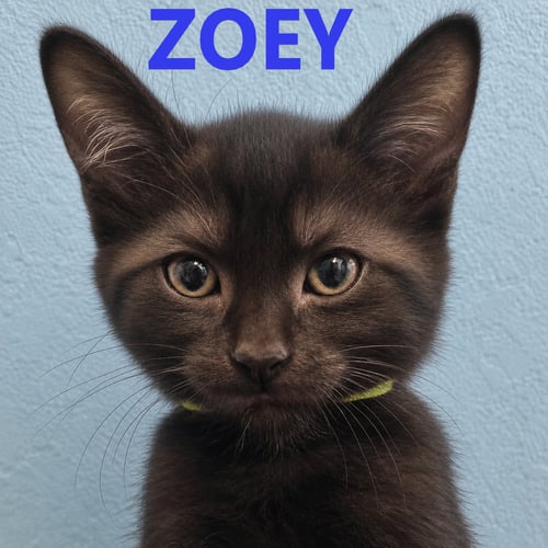 3 LITTLE KITTENS HAVE NO MITTENS - Domestic Short Hair available for adoption