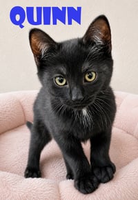 3 little kittens have no mittens - Photo 2