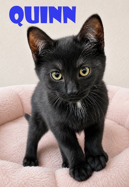 3 LITTLE KITTENS HAVE NO MITTENS - Domestic Short Hair available for adoption