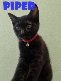3 little kittens have no mittens - Photo 3