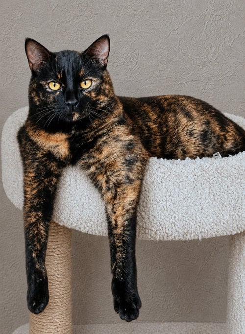 FREIDA #1901 - OFFERED BY OWNER - Tortoiseshell / Domestic Short Hair available for adoption