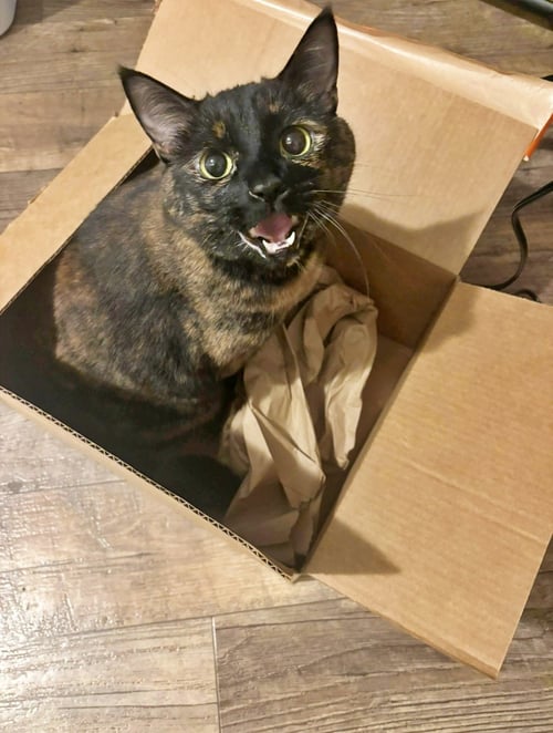 FREIDA #1901 - OFFERED BY OWNER - Tortoiseshell / Domestic Short Hair available for adoption