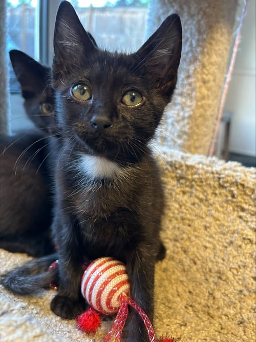 TINY - THE NAME SAYS IT ALL!