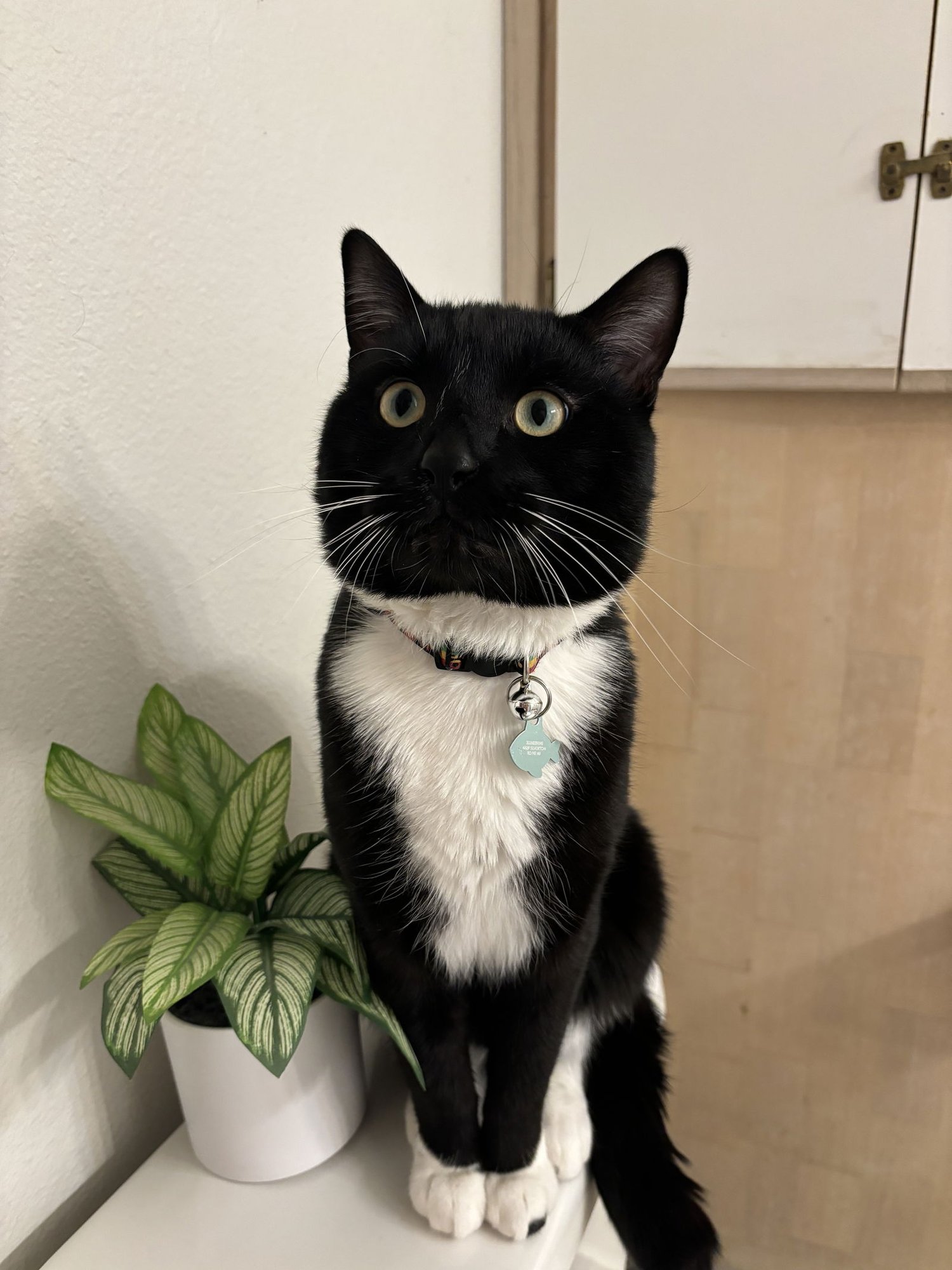 EARL  #1832- OFFERED BY OWNER - A FAMILY GUY! - Tuxedo / Domestic Short Hair for adoption in Portland