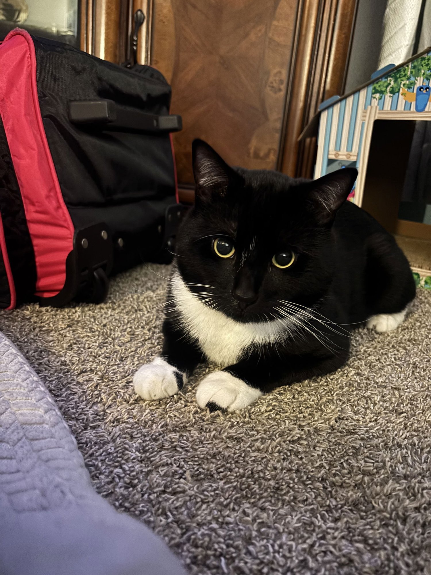 EARL  #1832- Offered by Owner - A family guy! - Photo 3