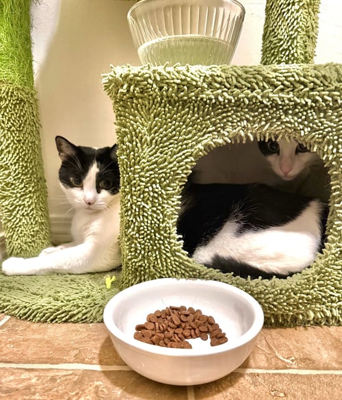 DOLMA & GRAPE LEAF - OFFERED BY OWNER - SISTERS - - Domestic Short Hair available for adoption