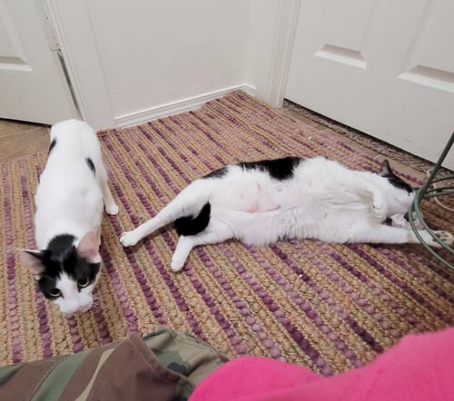 DOLMA & GRAPE LEAF - OFFERED BY OWNER - SISTERS - - Domestic Short Hair available for adoption
