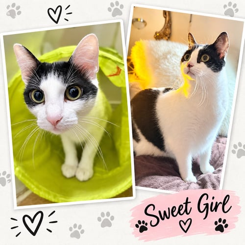 DOLMA & GRAPE LEAF - OFFERED BY OWNER - SISTERS - - Domestic Short Hair for adoption in Portland