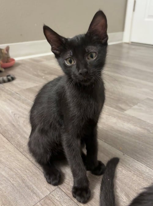 EGG AND PEEP #1932 - OFFERED BY OWNER - SIBLINGS! - Domestic Short Hair available for adoption