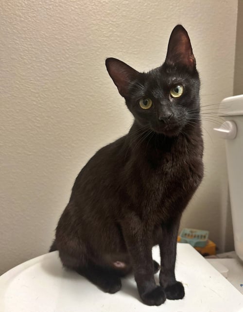 EGG AND PEEP #1932 - OFFERED BY OWNER - SIBLINGS! - Domestic Short Hair available for adoption