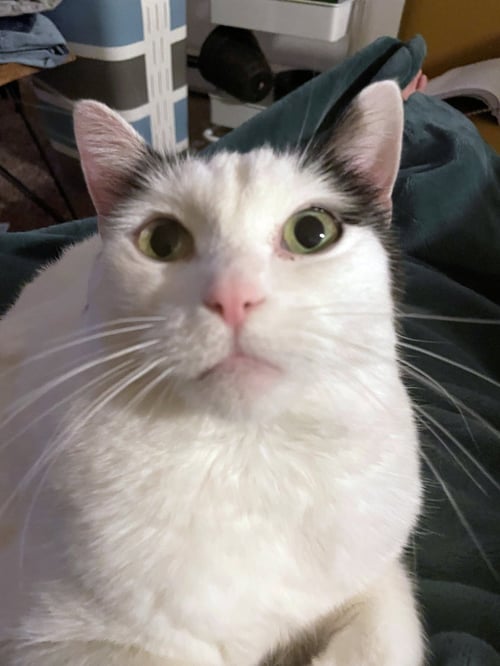 FERN #1737 - OFFERED BY OWNER - SWEET SENIOR