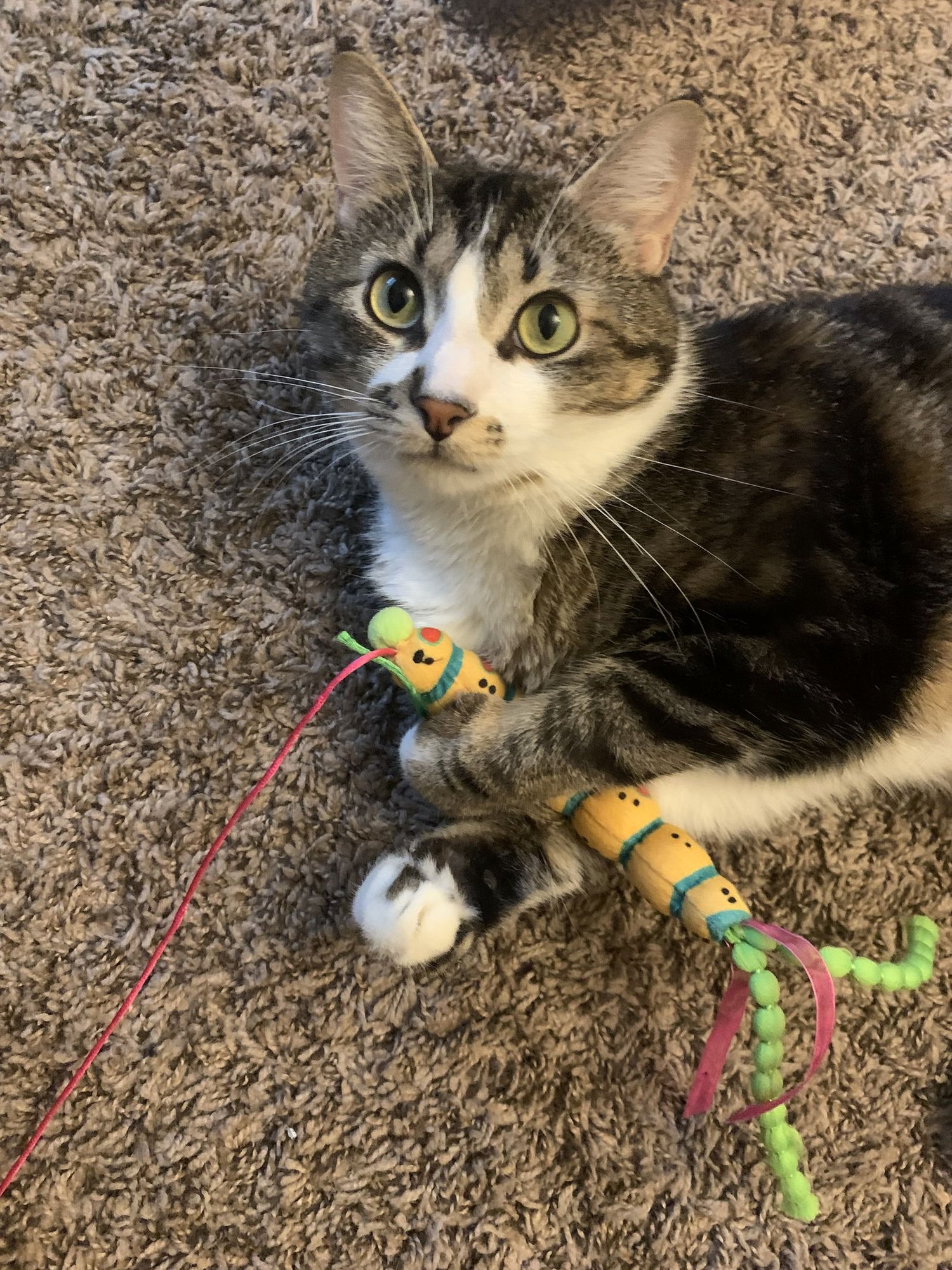 MACHI #1797 - OFFERED BY OWNER - YOUNG MALE - Tabby / Domestic Short Hair for adoption in Portland