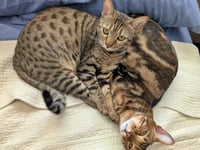 JEMMA & JASPER #1939 - Offered by Owner -CHEETOH - Photo 1