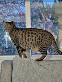 JEMMA & JASPER #1939 - Offered by Owner -CHEETOH - Photo 2