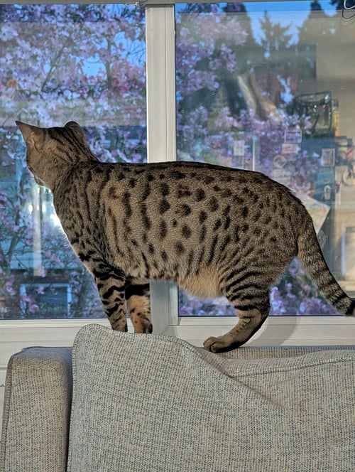JEMMA & JASPER #1939 - OFFERED BY OWNER -CHEETOH - Bengal / Ocicat available for adoption