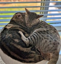 JEMMA & JASPER #1939 - Offered by Owner -CHEETOH - Photo 4